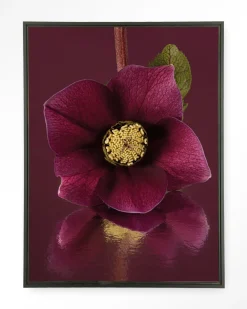 Urban Cotton Wandkleden|Wandkleed De Elegantie Van De Kerstroos in maat en frame naar keuze