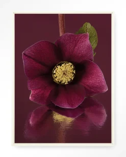 Urban Cotton Wandkleden|Wandkleed De Elegantie Van De Kerstroos in maat en frame naar keuze