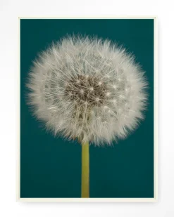 Urban Cotton Wandkleden|Wandkleed Pluizige Paardenbloem in maat en frame naar keuze