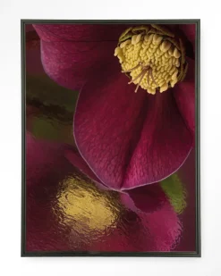 Urban Cotton Wandkleden|Wandkleed Weerspiegeling Van Een Kerstroos in maat en frame naar keuze