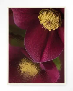 Urban Cotton Wandkleden|Wandkleed Weerspiegeling Van Een Kerstroos in maat en frame naar keuze